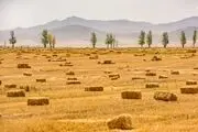 کشاورزان فراموش‌شده خدابنده/ گزارش تصویری