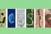ببینید|  ابتکار گوگل به مناسبت روز زمین