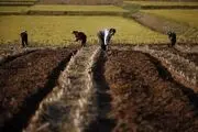 خشکسالی در آمریکا، قیمت مواد غذایی را بالاتر خواهد برد