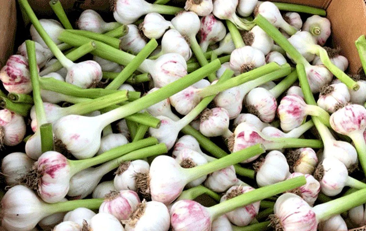 سیر و ۷ فایده سلامت آن