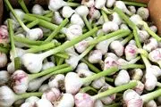 آیا سیر لاغر می کند؟