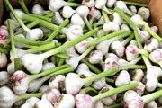 آیا سیر لاغر می کند؟
