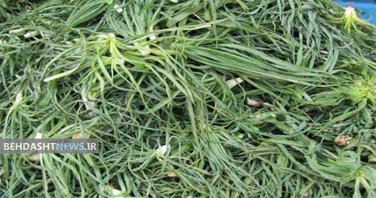 گیاه شنگ چیست وچه خواصی دارد؟