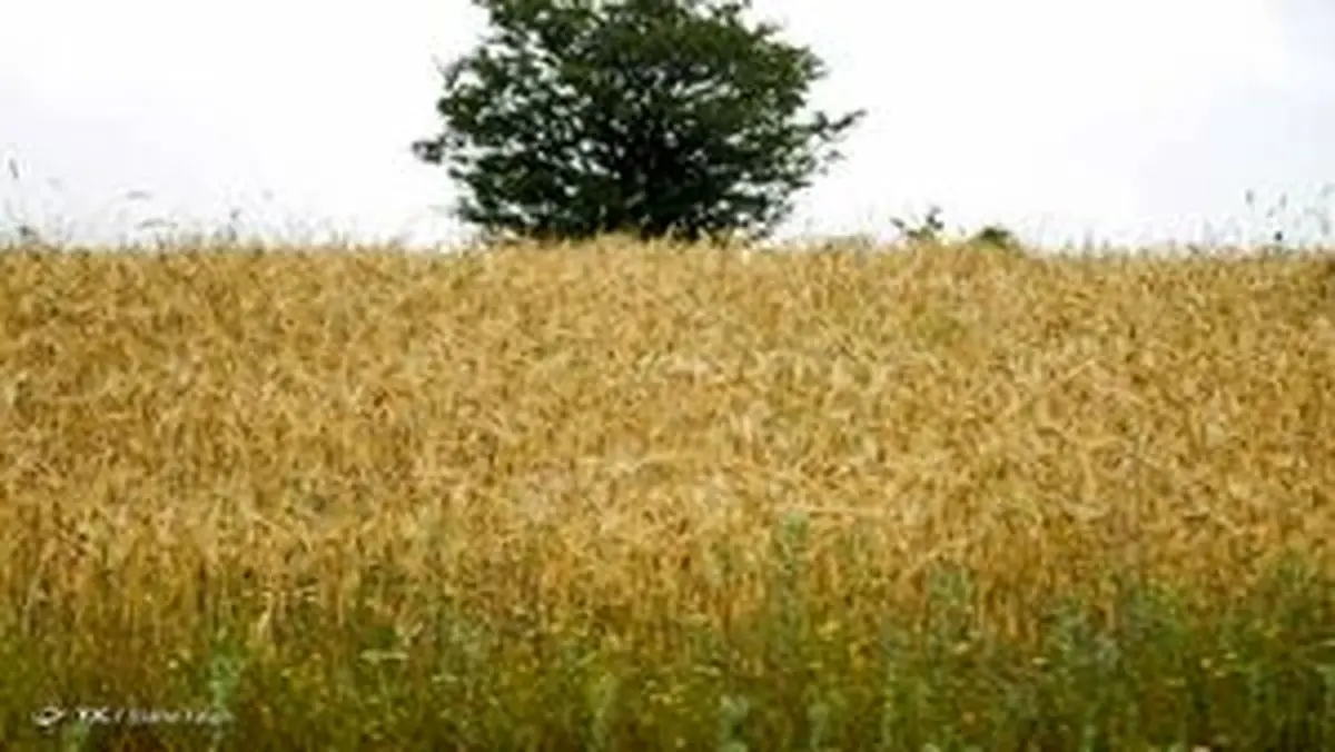 
هشدار هواشناسی به باغداران و دامداران
