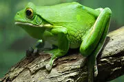 قورباغه‌های نادر طلایی/ عکس