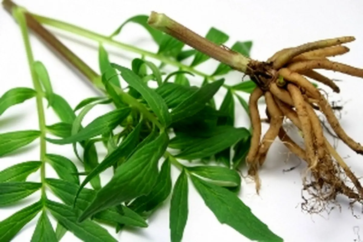 گیاهی برای تسکین میگرن
