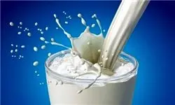 تولید 921 هزار تن شیر طی سال 94 در خراسان رضوی