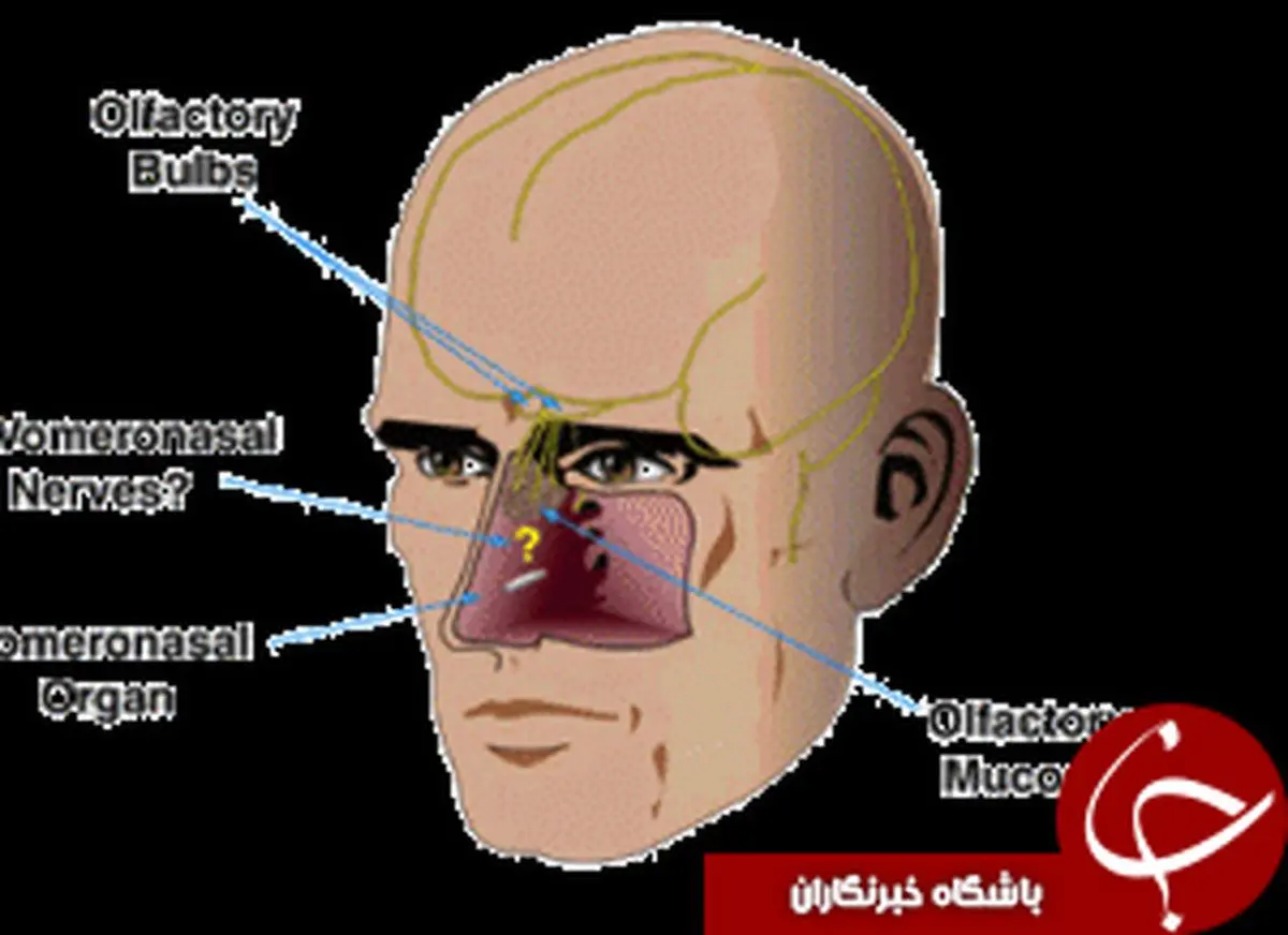 اعضای بی استفاده در بدن انسان + عکس