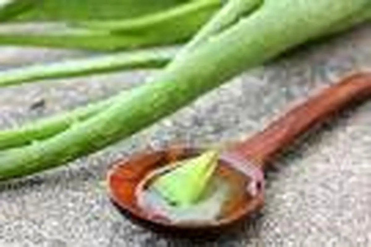 کاربردهای جالب آلوئه ورا