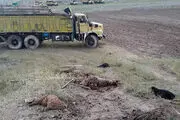 
مرگ مرد اردبیلی بین ۴۰ گوسفند!
