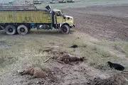
مرگ مرد اردبیلی بین ۴۰ گوسفند!
