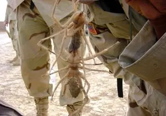 حمله‌ عنکبوت‌ها به نظامیان‌ آمریکایی + عکس