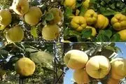 
کشاورز نهاوندی تپه های خاکی را تبدیل به باغ های بارور کرد+ تصاویر
