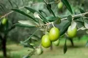 نیازی به واردات روغن زیتون نداریم
