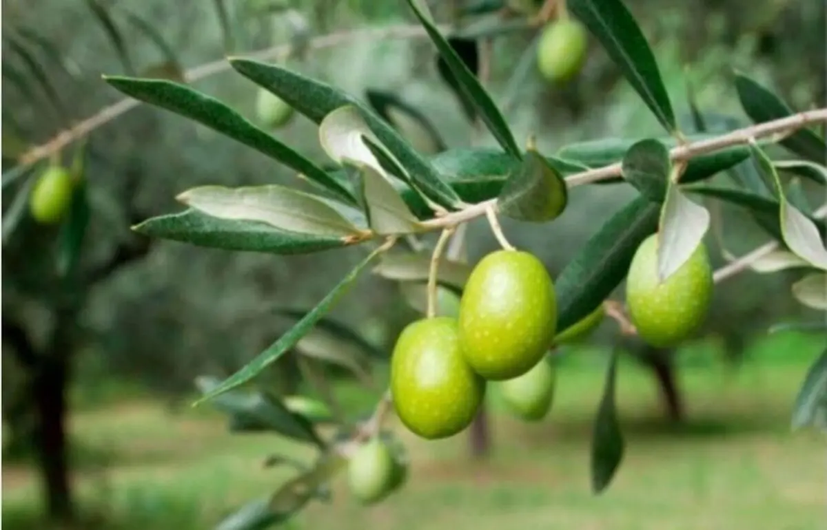 نیازی به واردات روغن زیتون نداریم
