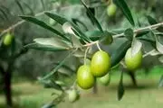نیازی به واردات روغن زیتون نداریم
