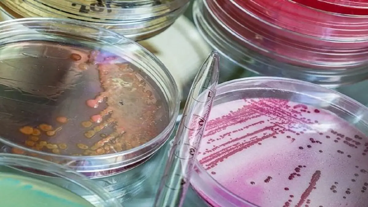 اثر داروی مالاریا در مقابله با مقاومت آنتی بیوتیک
