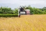 کشاورزان خواستار تامین کودهای شیمیایی به میزان کافی هستند
