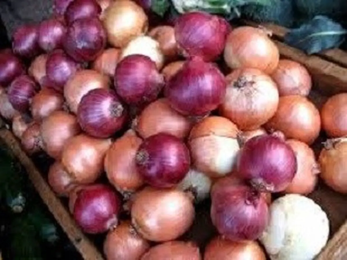 پیاز گران شد