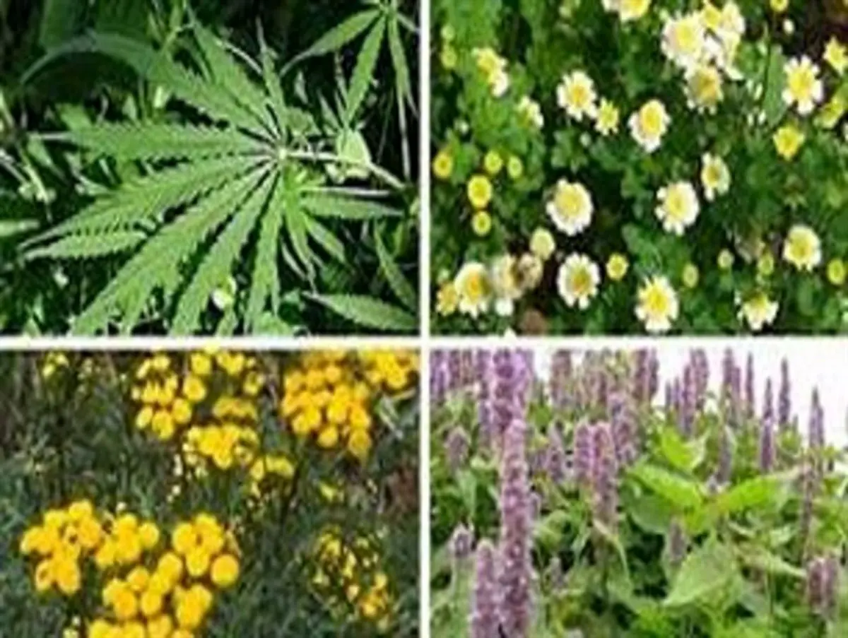 شناسایی 12 هزار گونه گیاهی در سیستان و بلوچستان