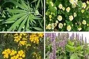 شناسایی 12 هزار گونه گیاهی در سیستان و بلوچستان