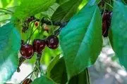 برداشت گیلاس را دیده‌اید / گزارش تصویری