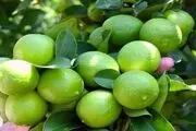 کمک به بهبود علائم ۱۳ بیماری با مصرف روزانه آب لیمو
