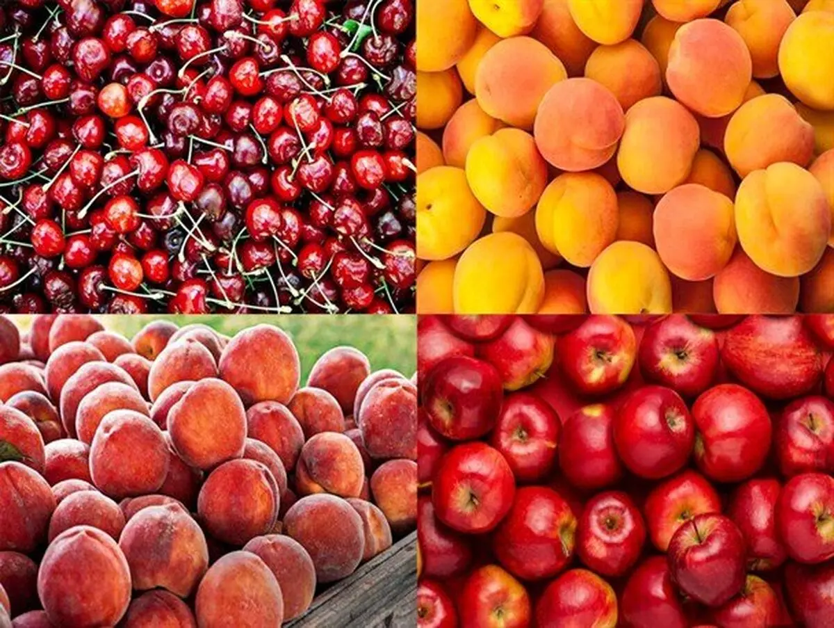 مواد غذایی تازه یا کنسرو و فریز شده؛ کدام بهتر است؟/ بررسی مصرف کنسروها در کشورهای مختلف