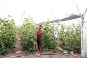 کشاورز علی آباد کتول پشتکاری در تحقق اقتصاد مقاومتی دارد