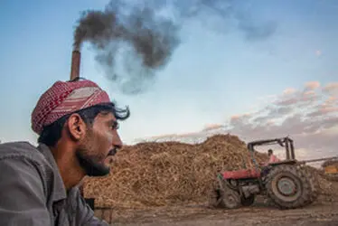 برداشت نیشکر؛ از نی تا شکر