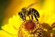 نمای نزدیک از زنبورعسل