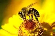  لباسی از زنبور!/ عکس