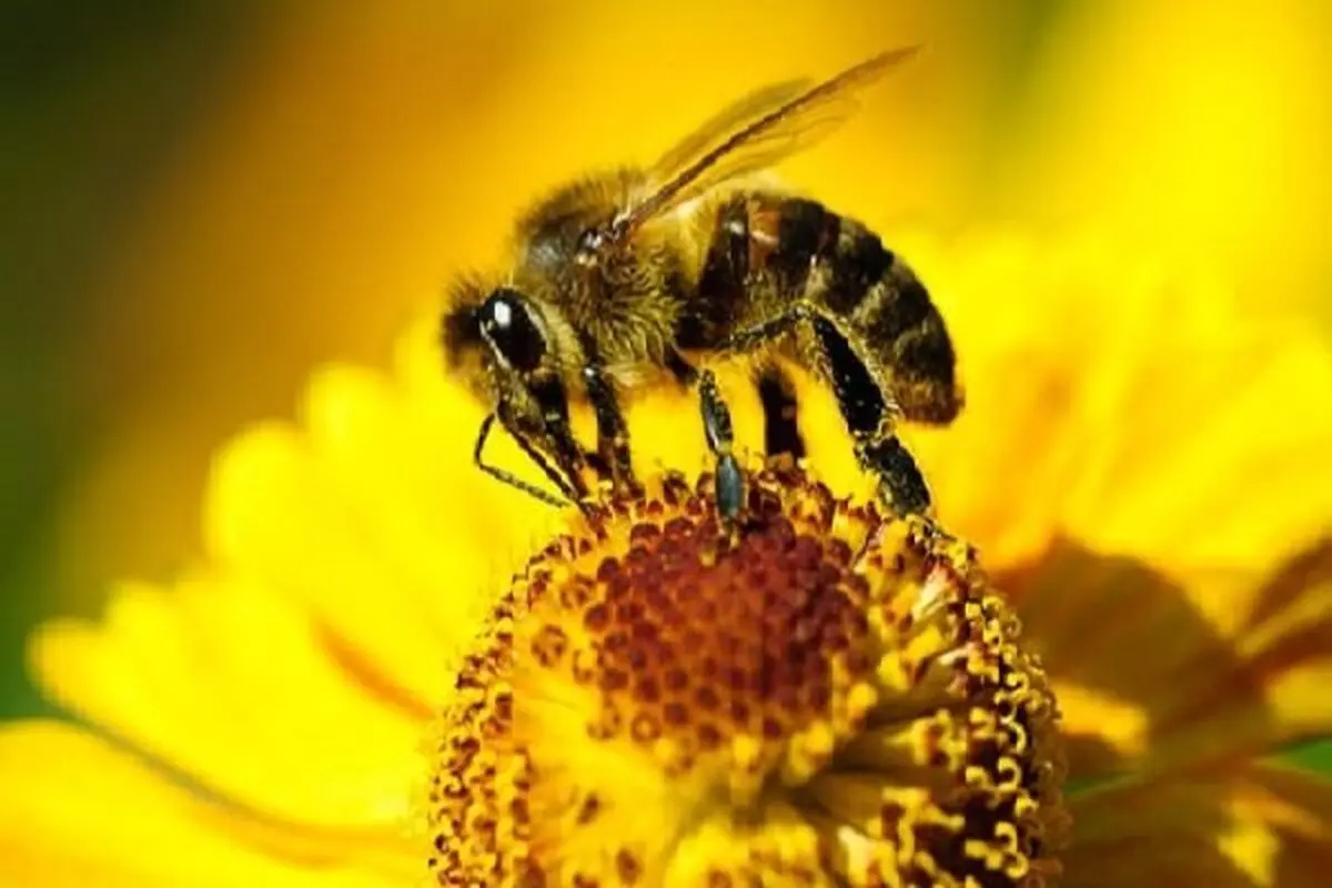 چرا نباید به کودکان خود عسل بدهیم؟