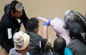 ببینید| نجات دلفین صورتی و بچه‌اش پس از وقوع سیل
