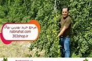 بهترین نهال گردو برای کاشت در مناطق سردسیر
