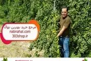 بهترین نهال گردو برای کاشت در مناطق سردسیر