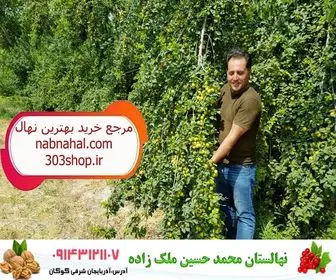 بهترین نهال گردو برای کاشت در مناطق سردسیر