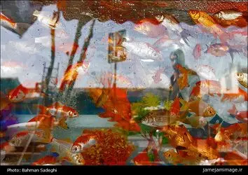 ماهی