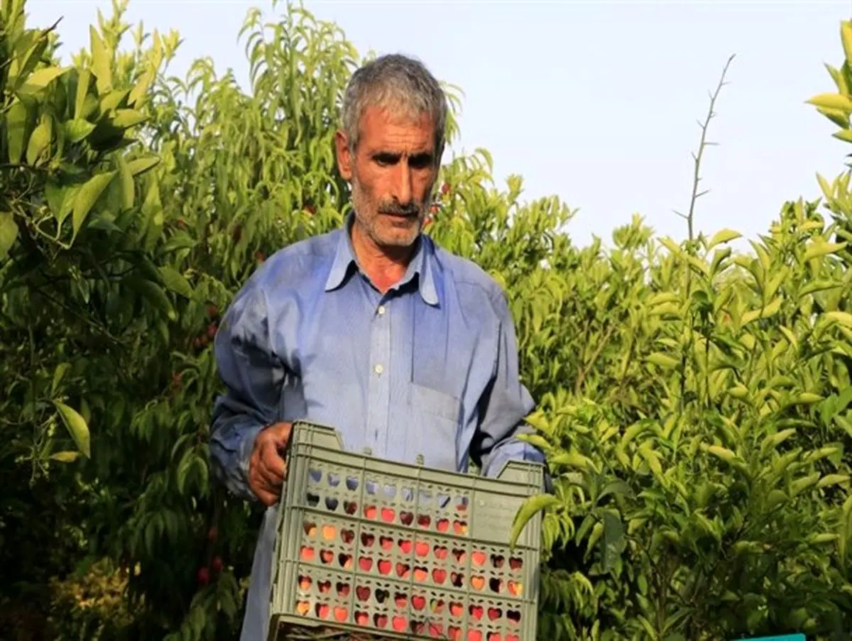 ابداع روش های منحصر به فرد کشاورزی توسط نخبه ای که سواد خواندن و نوشتن ندارد