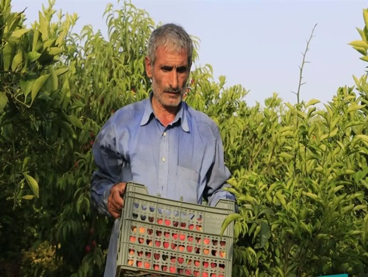 ابداع روش های منحصر به فرد کشاورزی توسط نخبه ای که سواد خواندن و نوشتن ندارد