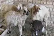 عقیقه مستحبی لازم است