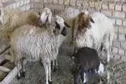 عقیقه مستحبی لازم است