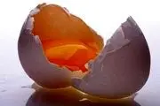 واردات تخم مرغ معنا ندارد 