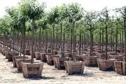 دریافت نهال رایگان با یک تماس تلفنی
