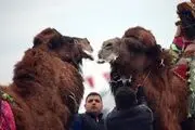 جام جهانی کشتی شترها / گزارش تصویری