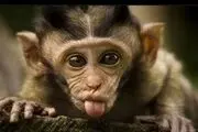  به دام انداختن میمون متواری در تهران/ عکس
