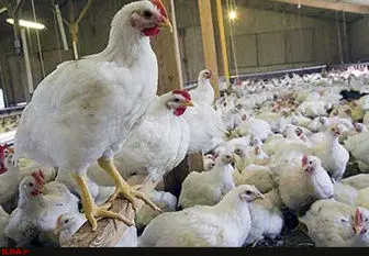 ضایعه پای مرغ مصرف کنندگان را تهدید نمی‌کند 