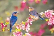 صدای زیبای پرندگان، درمانگر افسردگی
