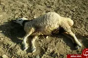 
آب پساب صنعتی گوسفندان را تلف کرد+تصاویر
