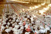 قطعی برق عامل شیوع آنفلوانزای پرندگان در مرغداری‌ها